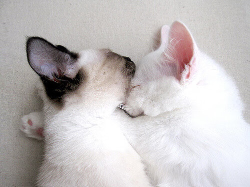 2025世俱杯对阵表-欧冠夺冠赔率：哪些球队夺冠概率最大？，2020欧冠冠军最新赔冠率