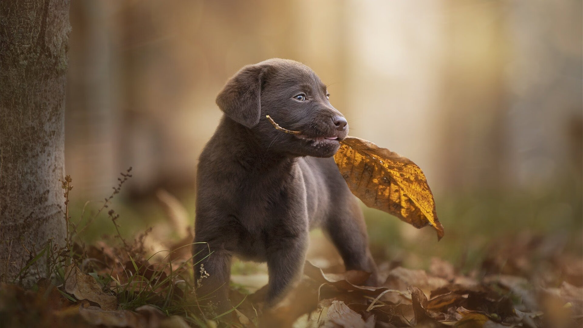 FIFA Club World Cup-评委点评：裁判的判断标准全面解析，裁判评分技巧