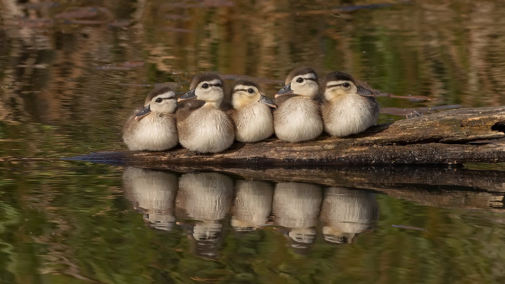 世俱杯-运动员心理辅导：如何应对比赛压力，运动员心理辅导_如何应对比赛压力问题