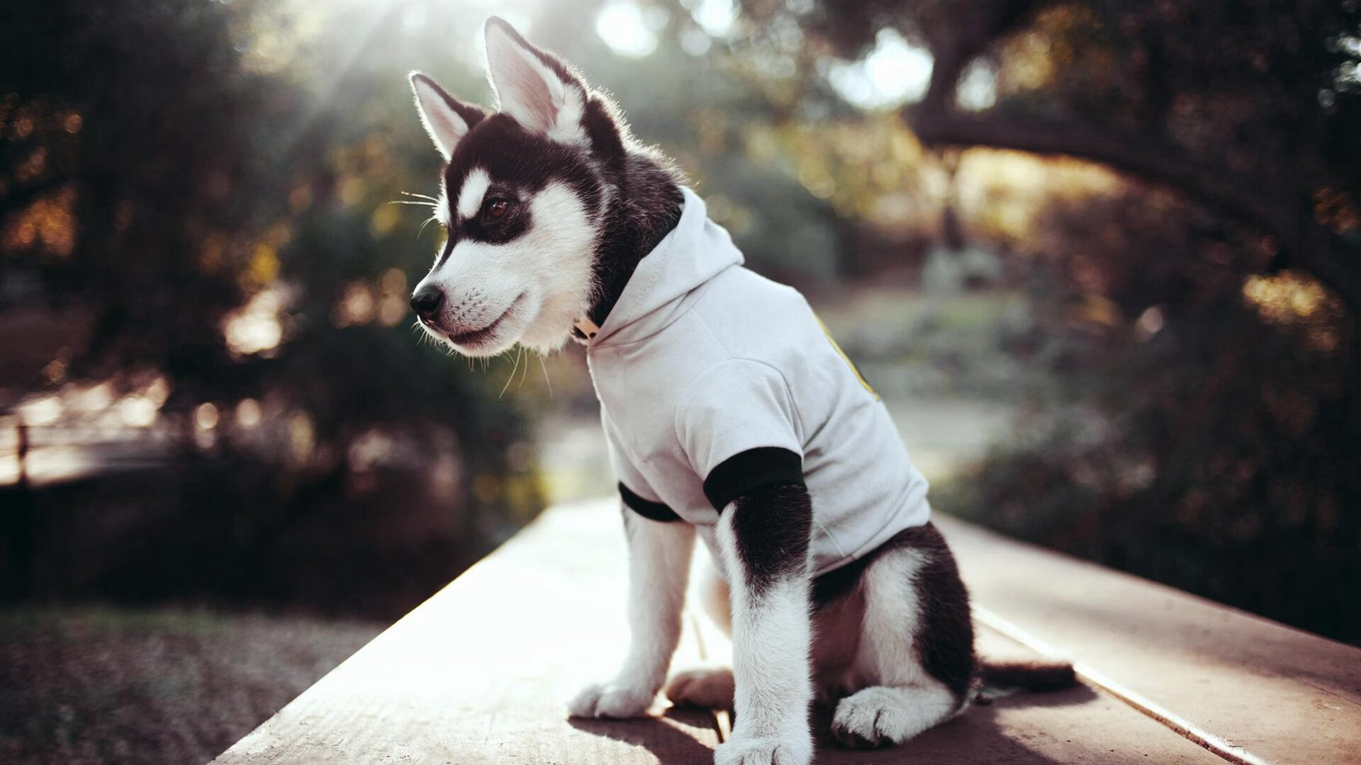 FIFA Club World Cup-体育类院校是否足够支撑职业足球发展