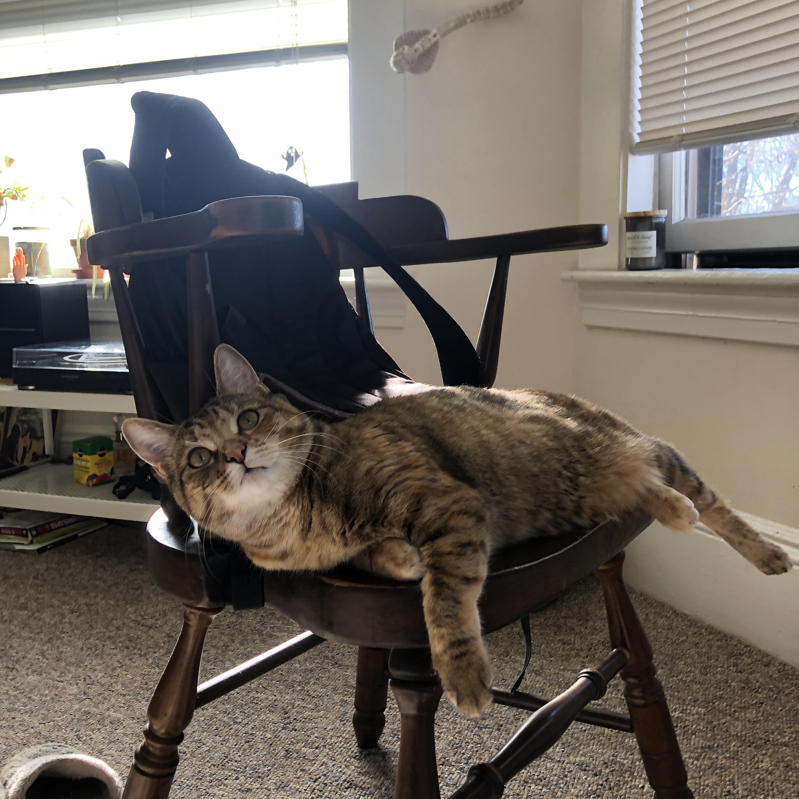 世俱杯官方-官方乒乓球联赛新规出台，官方乒乓球联赛新规出台最新消息