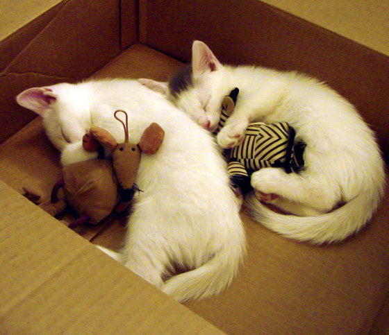 森林狼翻盘独行侠,系列赛焦点战中爱德华兹三分雨不断,爱德华斯森林狼