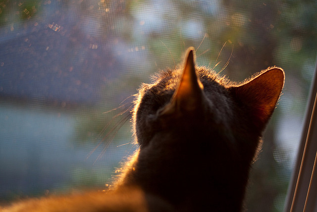 荷兰马术协会与大学合作，开展马术运动营养研究，优化饮食方案。