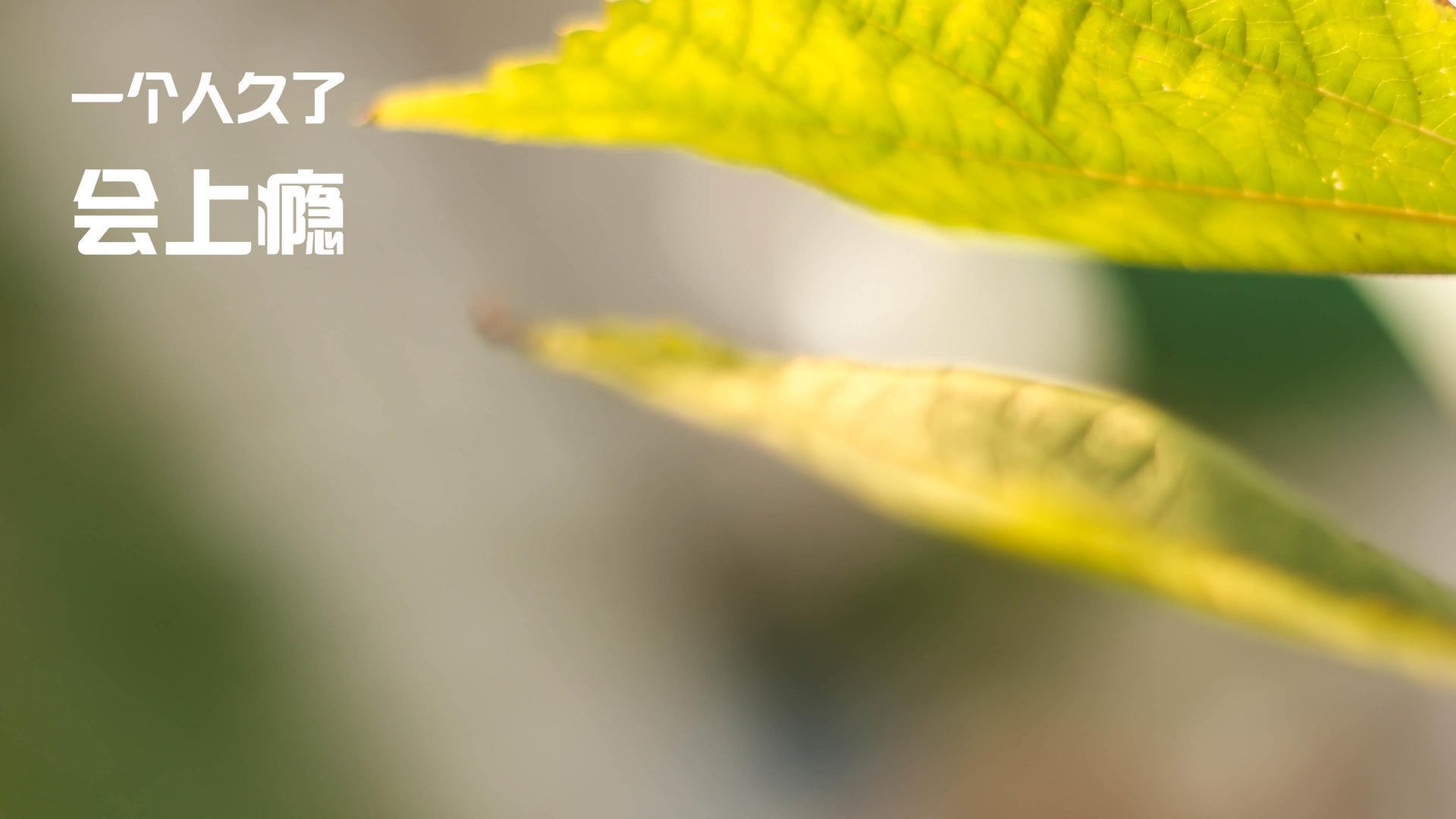 足球大赛风云再起,球队实力对垒激烈,足球类比赛