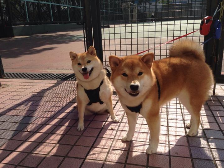 美国队如何在国际乒联混合团体世界杯中提升比赛表现，美国乒乓球世锦赛