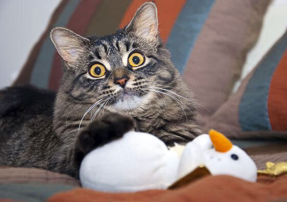 世俱杯2025赛程-达米恩·麦肯齐：全黑队最具威胁的进攻球员之一，每一次突破都充满看点